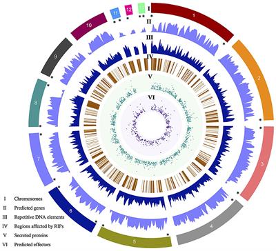 Chromosome-level analysis of the Colletotrichum graminicola genome reveals the unique characteristics of core and minichromosomes